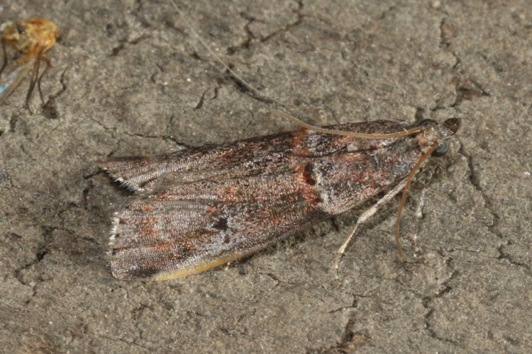Acrobasis obliqua: Bild 3