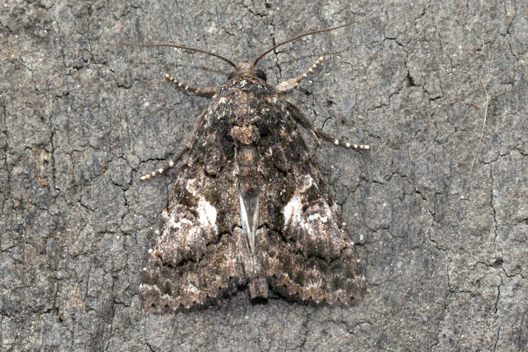 Aedia leucomelas: Bild 13