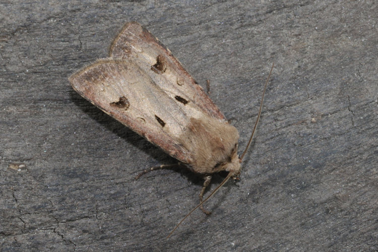 Agrotis exclamationis: Bild 11