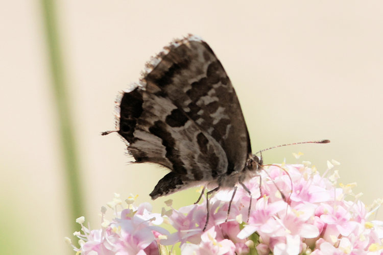 Cacyreus marshalli: Bild 5
