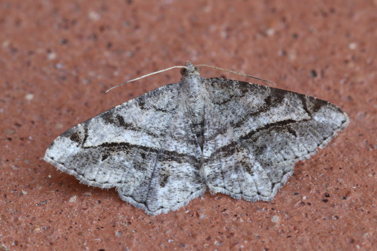 Chiasmia aestimaria: Bild 2
