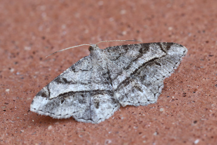 Chiasmia aestimaria: Bild 3