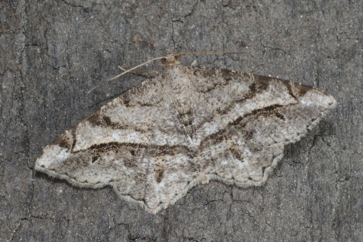 Chiasmia aestimaria: Bild 4