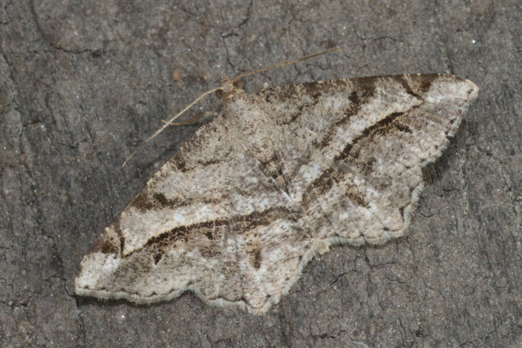 Chiasmia aestimaria: Bild 5