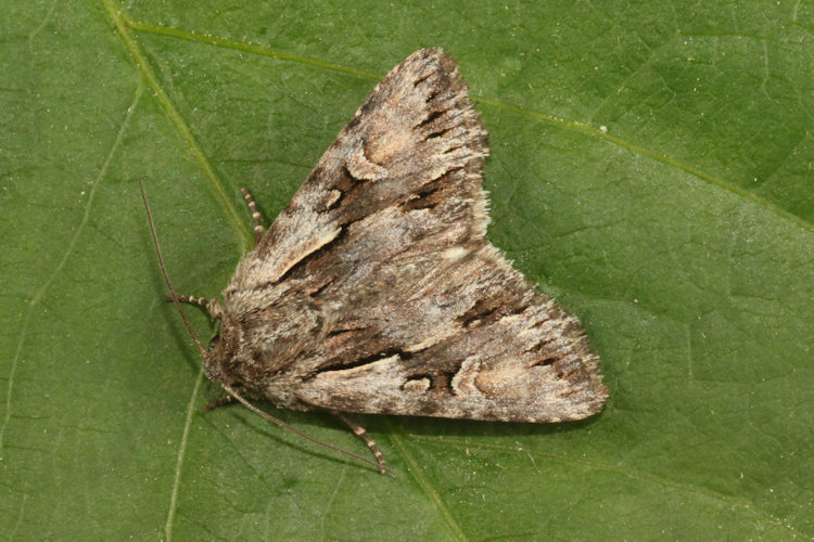 Chloantha hyperici: Bild 16