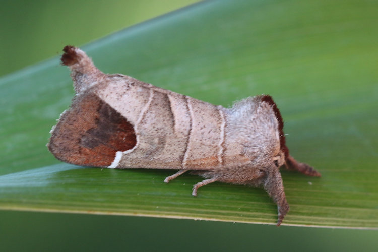 Clostera curtula: Bild 13