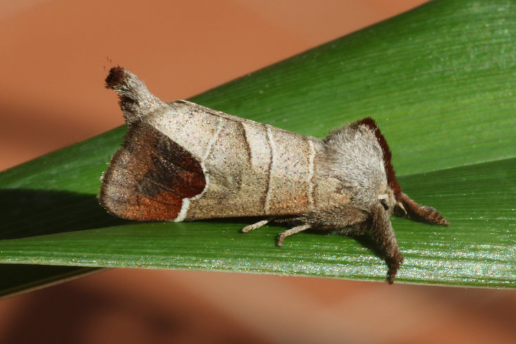 Clostera curtula: Bild 14