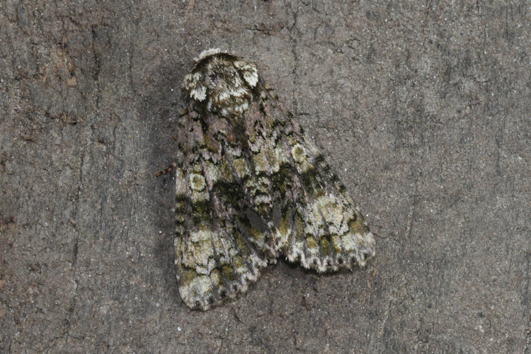 Craniophora ligustri: Bild 23