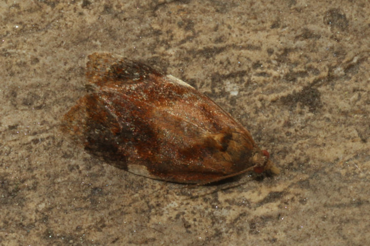 Ditula angustiorana: Bild 4