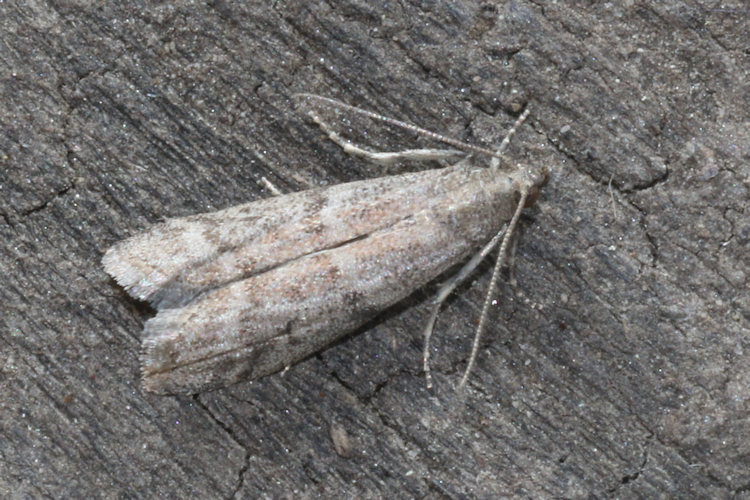Ephestia elutella / woodiella: Bild 19
