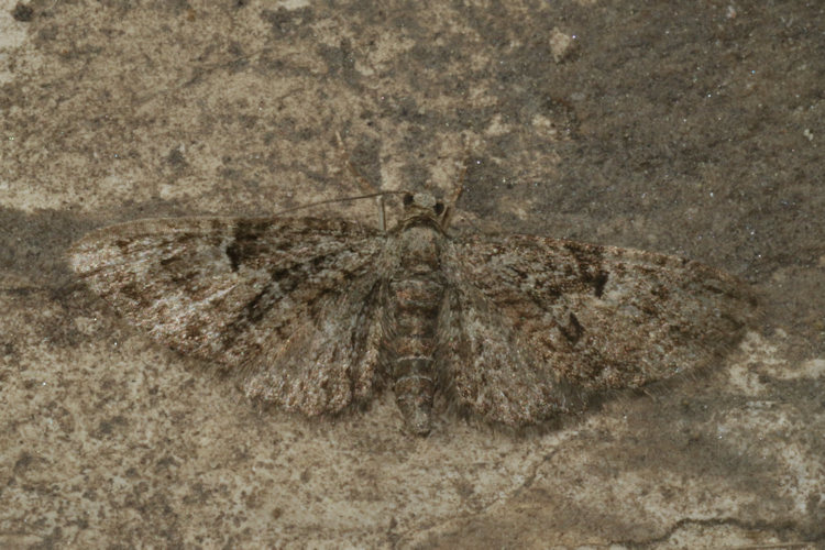 Eupithecia dodoneata: Bild 14