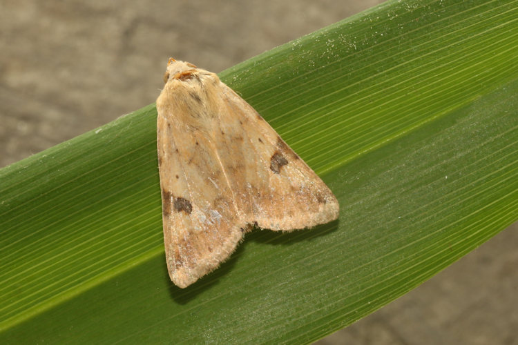 Heliothis peltigera: Bild 9