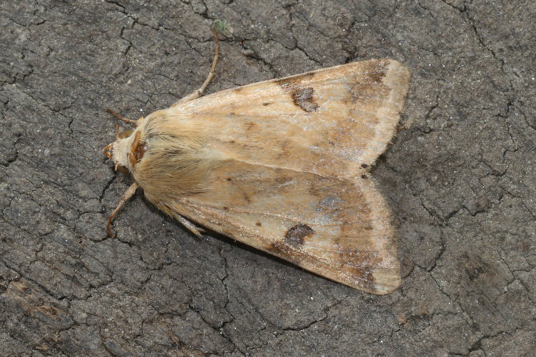 Heliothis peltigera: Bild 10