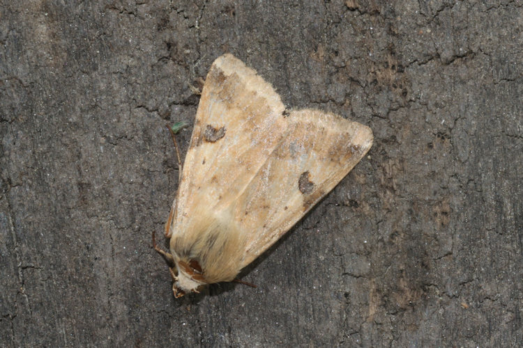 Heliothis peltigera: Bild 11