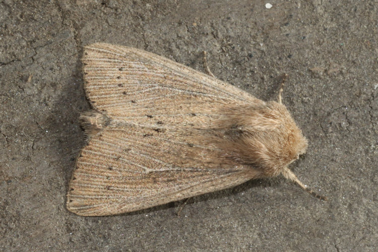 Leucania obsoleta: Bild 2