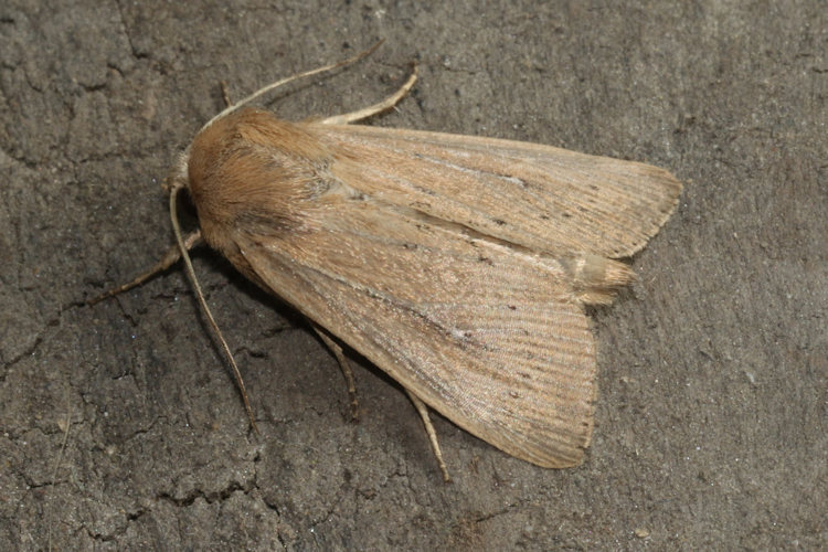 Leucania obsoleta: Bild 3