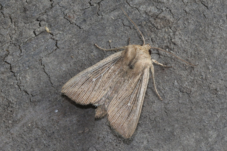 Leucania obsoleta: Bild 8