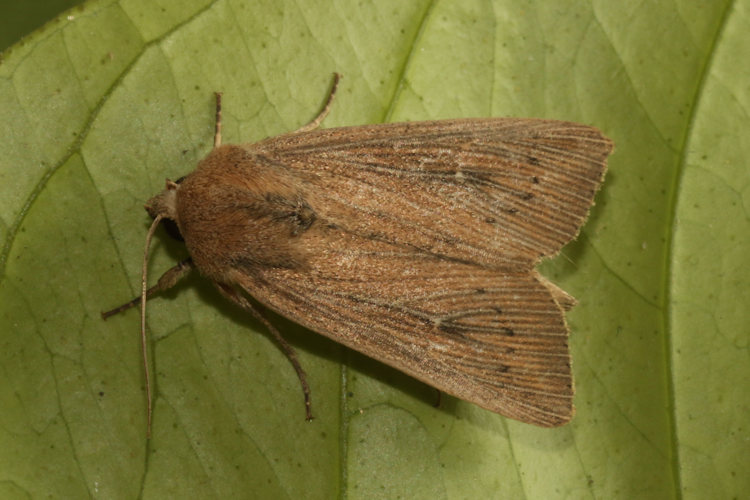 Leucania obsoleta: Bild 9