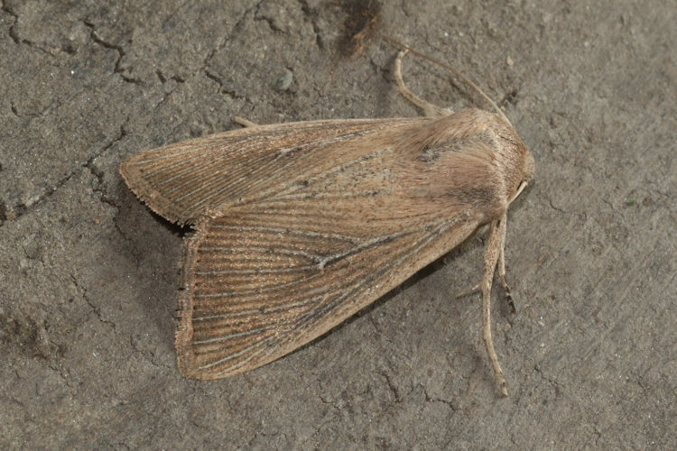 Leucania obsoleta: Bild 10