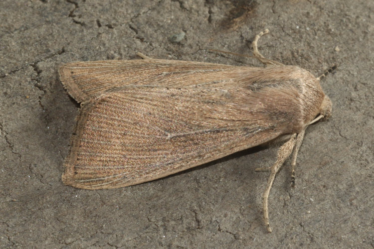 Leucania obsoleta: Bild 11