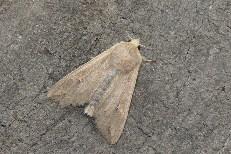 Mythimna unipuncta: Bild 9
