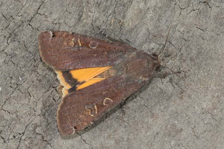 Noctua pronuba: Bild 1