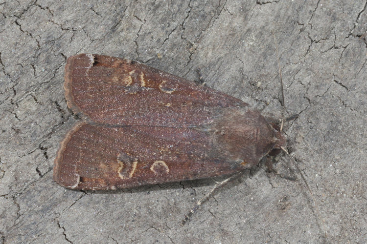 Noctua pronuba: Bild 2