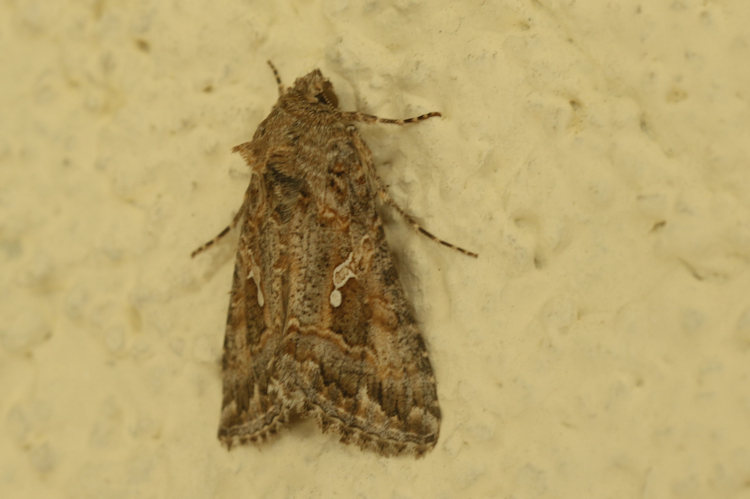 Trichoplusia ni: Bild 8