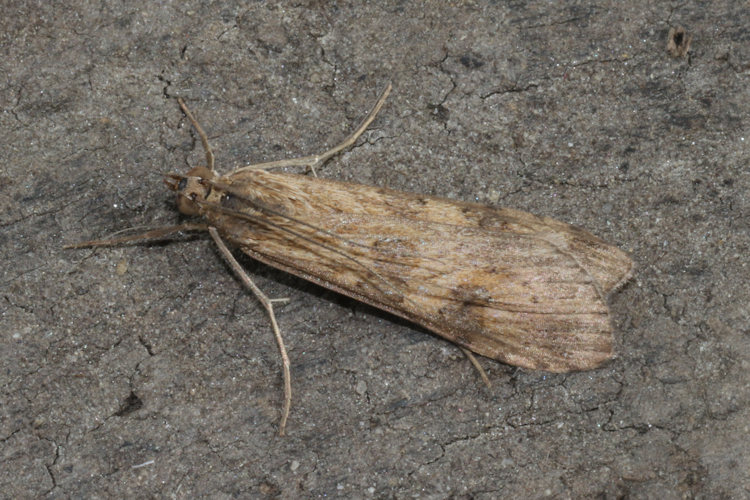 Nomophila noctuella: Bild 1