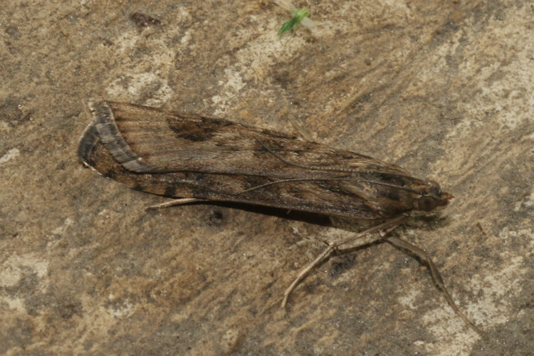 Nomophila noctuella: Bild 2