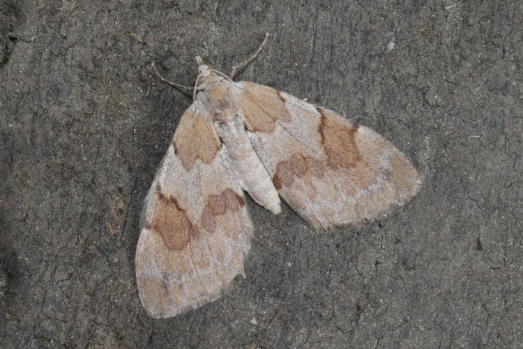 Pennithera firmata: Bild 12