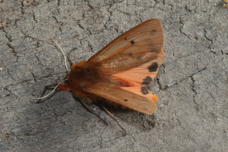 Phragmatobia fuliginosa: Bild 12