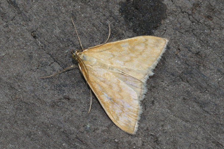 Sitochroa verticalis: Bild 1