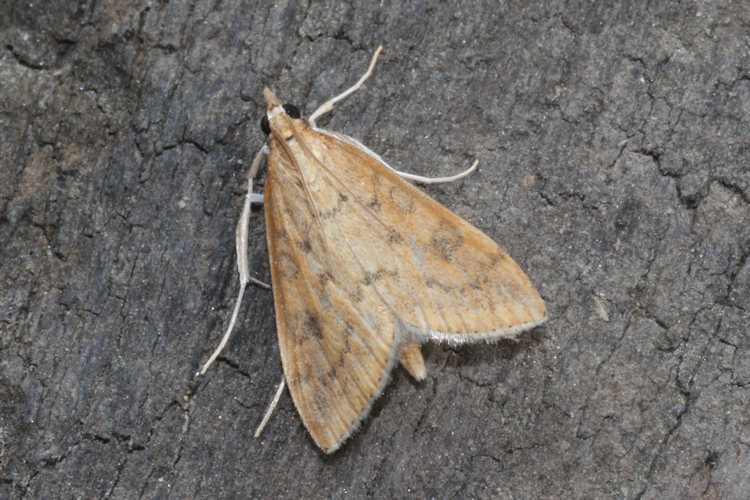 Udea ferrugalis: Bild 1