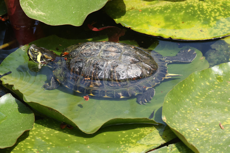 Trachemys scripta: Bild 6