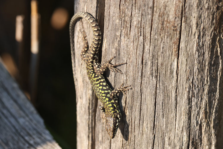Podarcis muralis: Bild 10