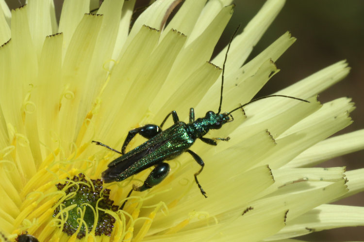 Oedemera nobilis: Bild 8