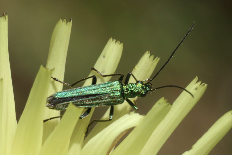 Oedemera nobilis: Bild 9
