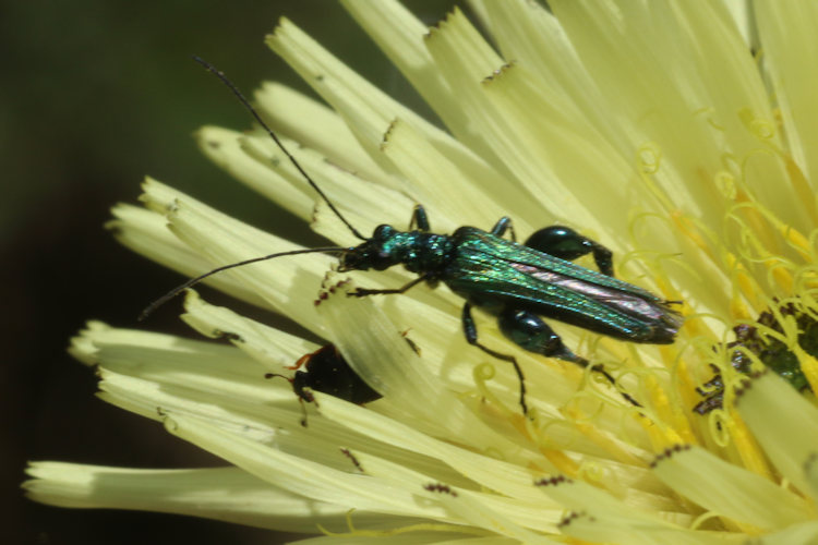 Oedemera nobilis: Bild 10