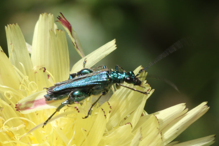 Oedemera nobilis: Bild 11