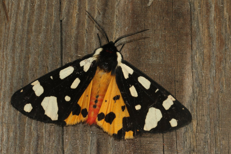 Arctia villica: Bild 13