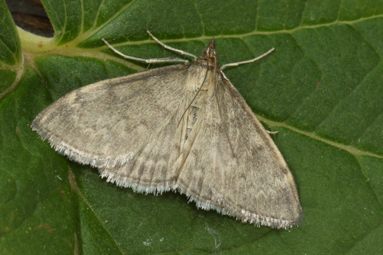 Anania fuscalis: Bild 3