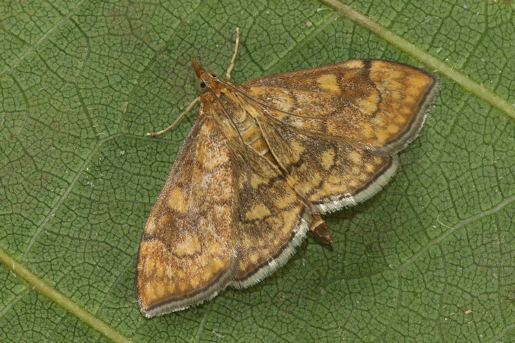 Anania verbascalis: Bild 15