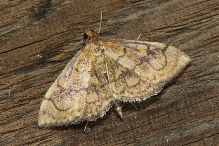 Anania verbascalis: Bild 16