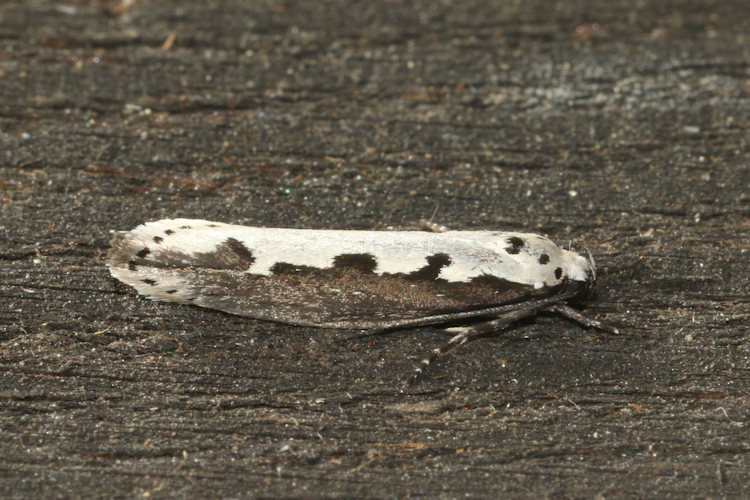 Ethmia bipunctella: Bild 17