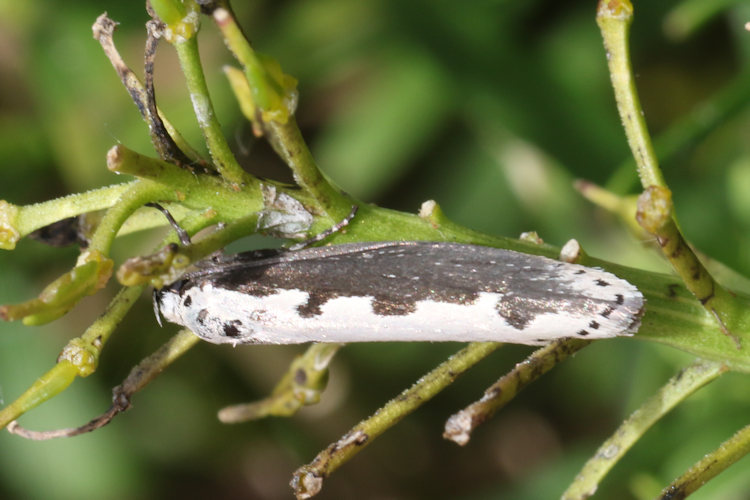 Ethmia bipunctella: Bild 18