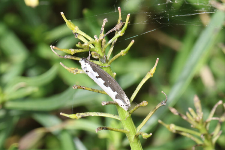 Ethmia bipunctella: Bild 19