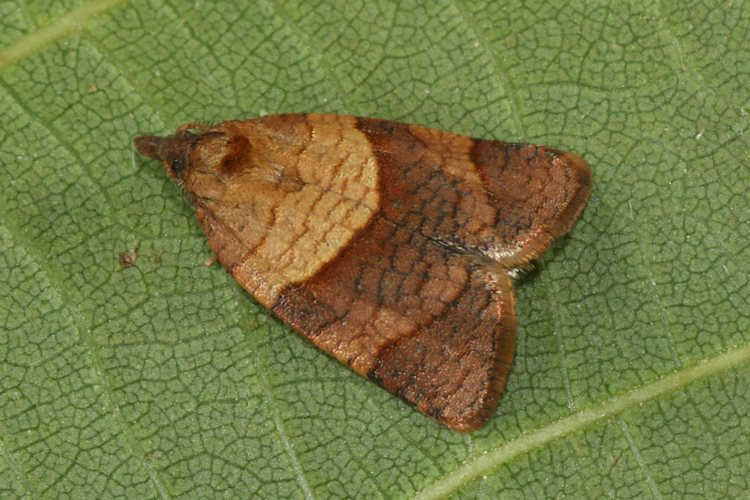 Philedone gerningana: Bild 3