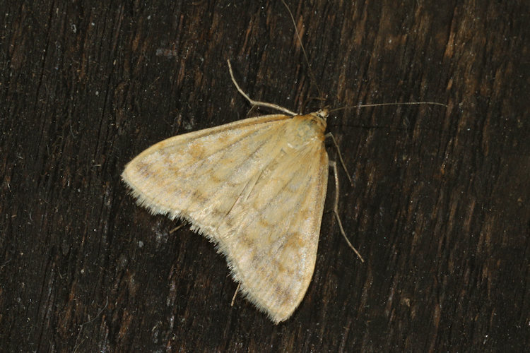 Sitochroa verticalis: Bild 12