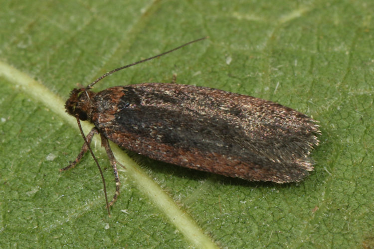 Depressaria pimpinellae: Bild 1